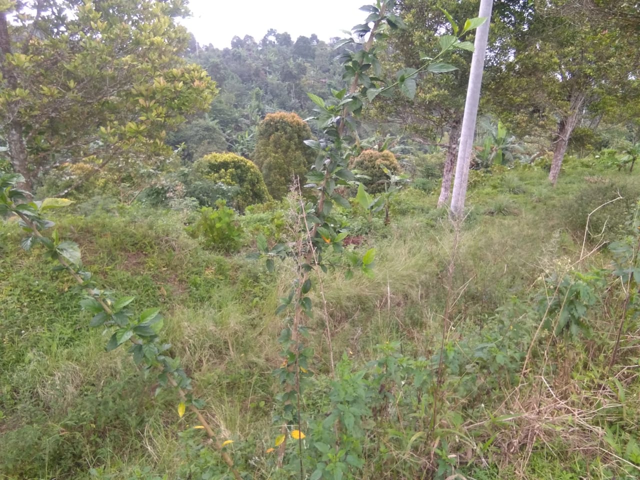 FLSingaraja52  |  Indo Investments